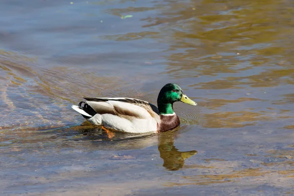 Zwemmen eend — Stockfoto