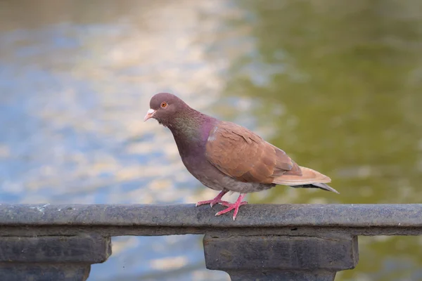 Portrait of a brown dove — Stock Photo, Image