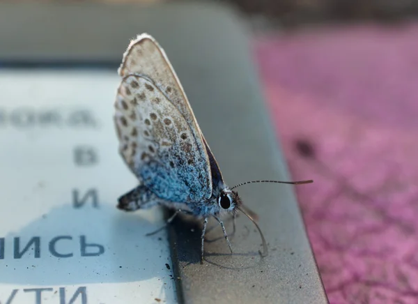 Motyl siada na e-book — Zdjęcie stockowe