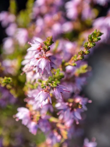 Erica in fiore — Foto Stock