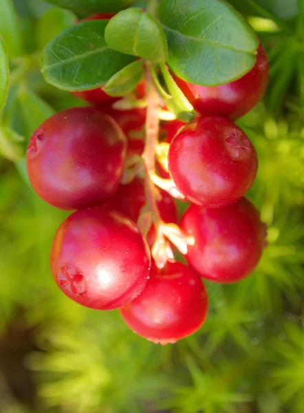 Cowberry close up — Stock Photo, Image