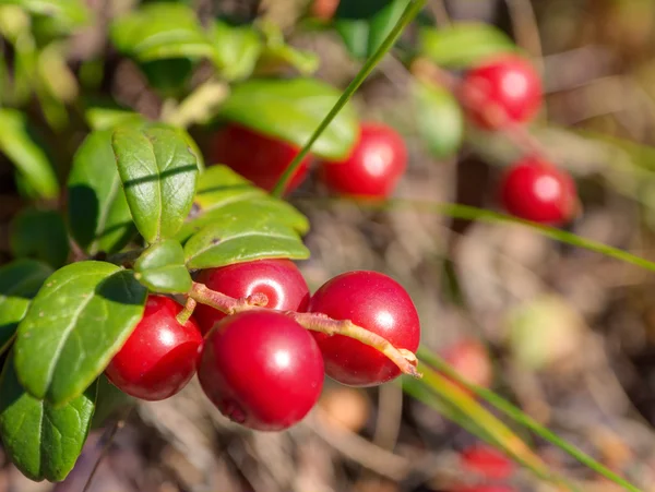 Mogen lingon i skogen — Stockfoto