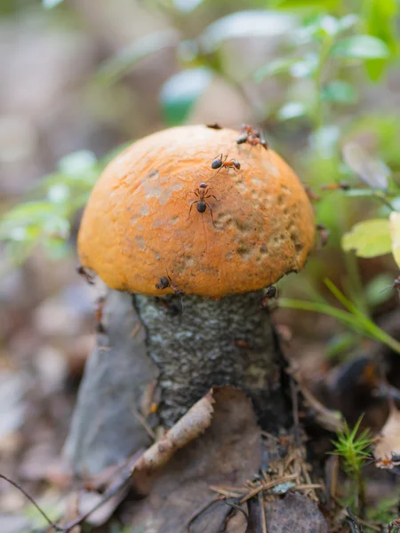 Orange-cap boletus in an anthill — Stock Photo, Image