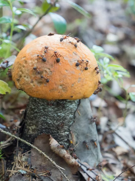 オレンジ キャップのポルチーニは、蟻塚で育った — ストック写真