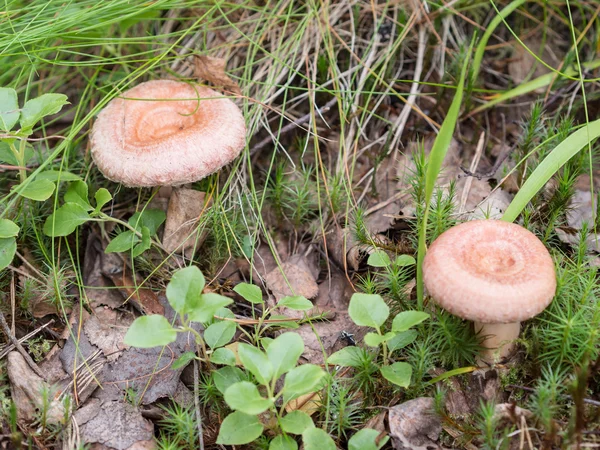 Lactarius torminosus —  Fotos de Stock