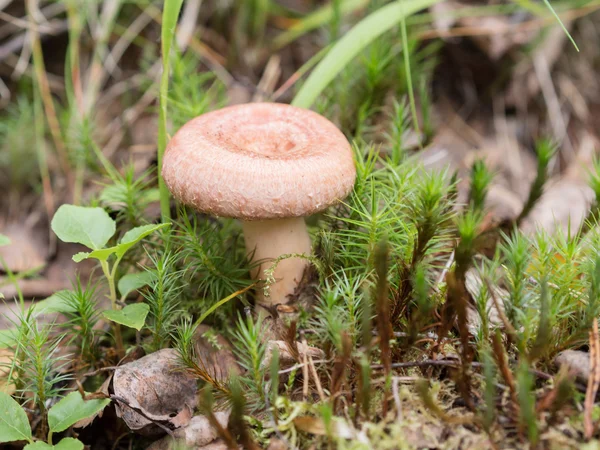 Milkcap włochaty — Zdjęcie stockowe