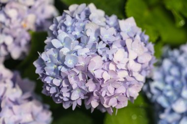 Ortanca yağmur sonra