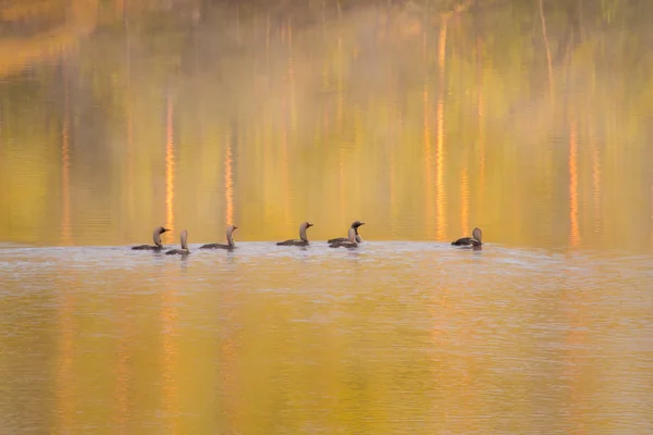 Loons in water at sunrise — Stock Photo, Image