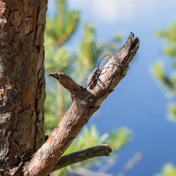 Beetle on a branch of pine — Stock Photo, Image