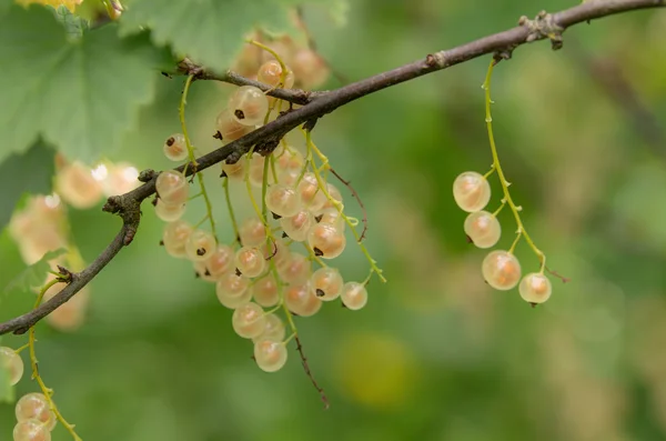 Vita vinbär — Stockfoto