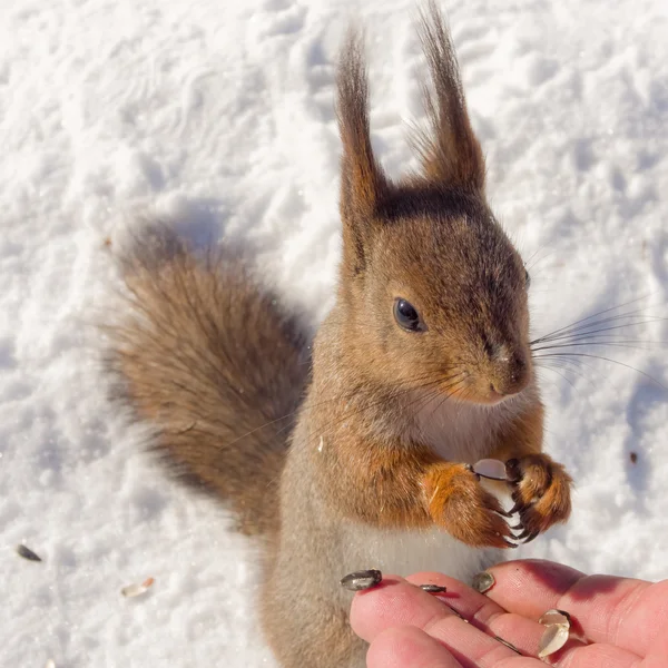 Portrait of a hungry squirrel — Stock Photo, Image