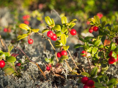 Ormanda Lingonberry