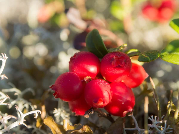 Vértes piros bogyós gyümölcsök — Stock Fotó