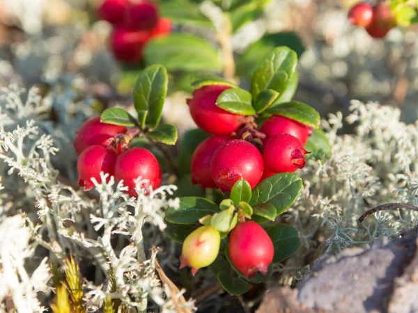 Lingonberry close up — Stock Photo, Image