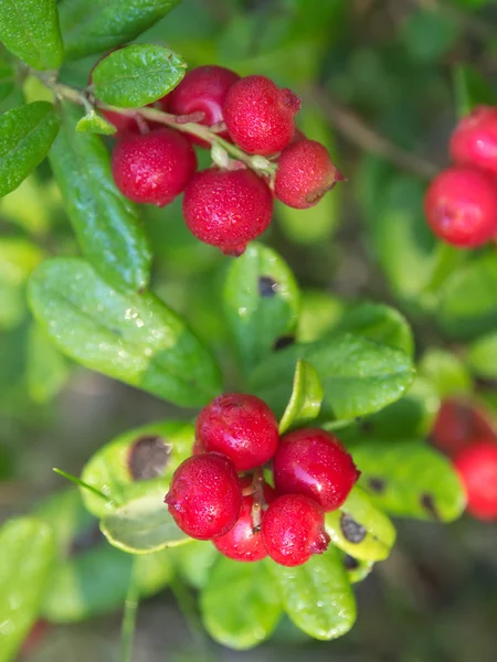 Nasse Beeren — Stockfoto