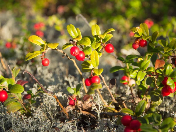 Lingonberry in het bos — Stockfoto