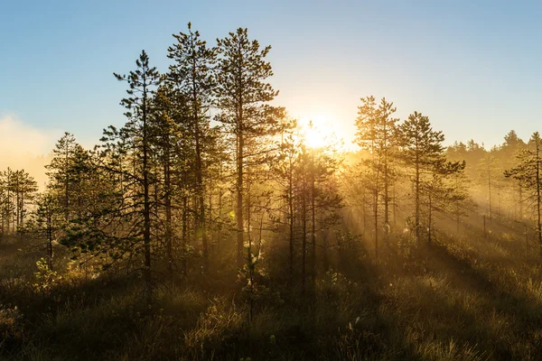 Morgen zon — Stockfoto