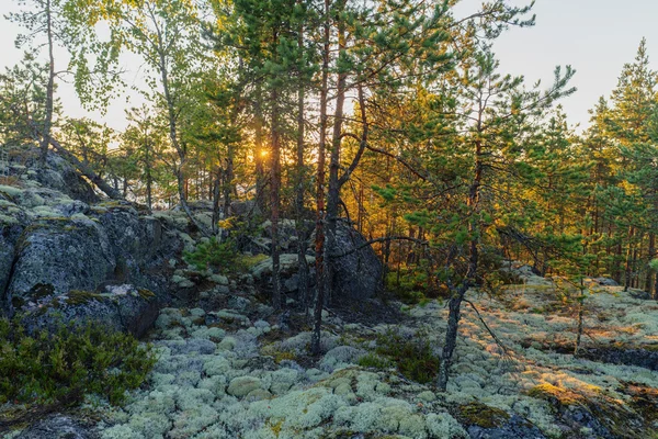 Floresta ao amanhecer — Fotografia de Stock