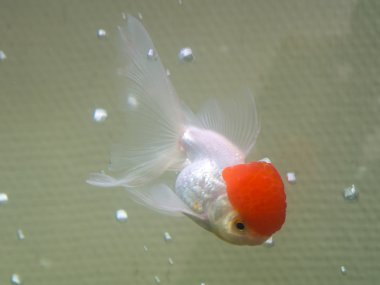 kırmızı bere ile Goldfish