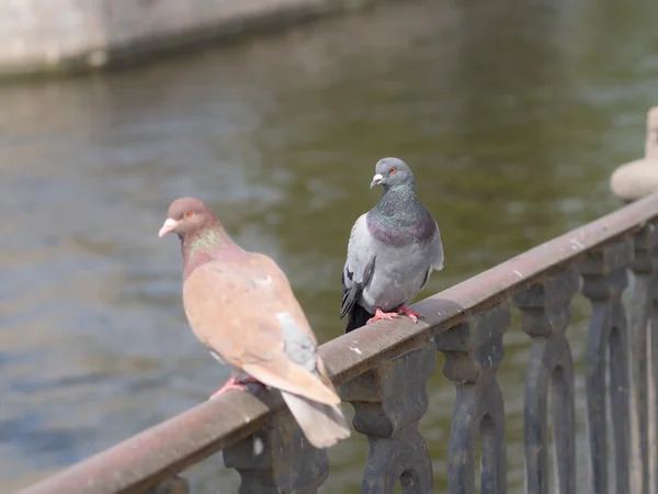 Two pigeons — Stock Photo, Image