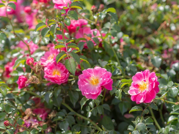 Bush of wild rose — Stock Photo, Image