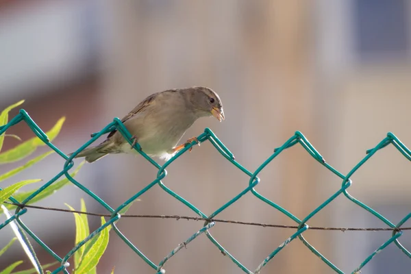 Sparrow på staketet — Stockfoto