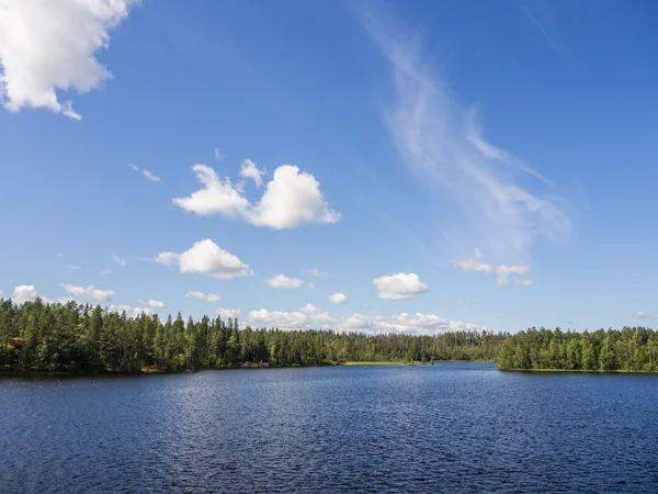 Forest lake in sunny day — Stock Photo, Image