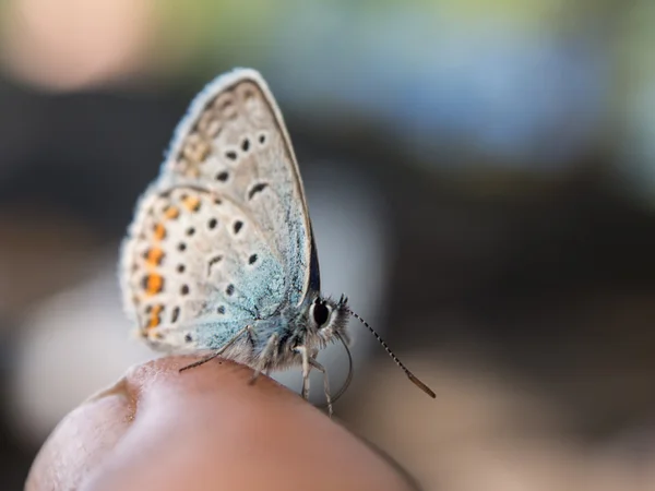 Pequena borboleta senta-se em um dedo — Fotografia de Stock