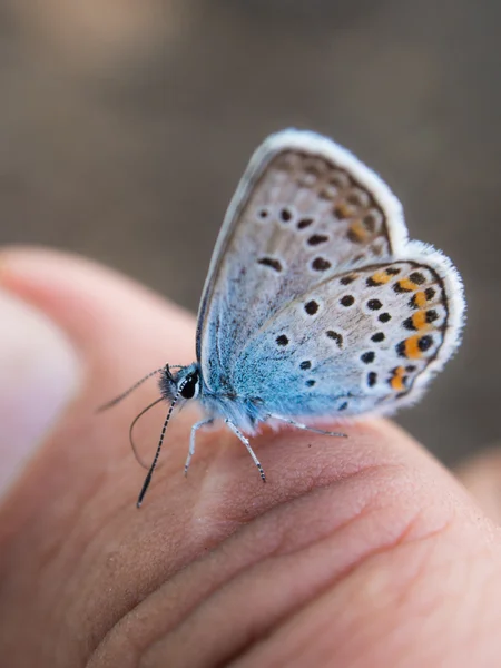 Blauwe vlinder — Stockfoto