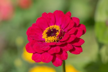 Zinnia yaz bahçesinde