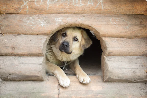 Porträt eines Hundes — Stockfoto