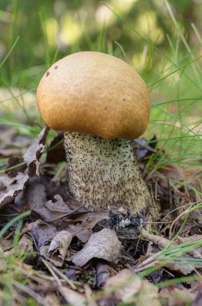 주황색 모자 boletus 숲에서 — 스톡 사진