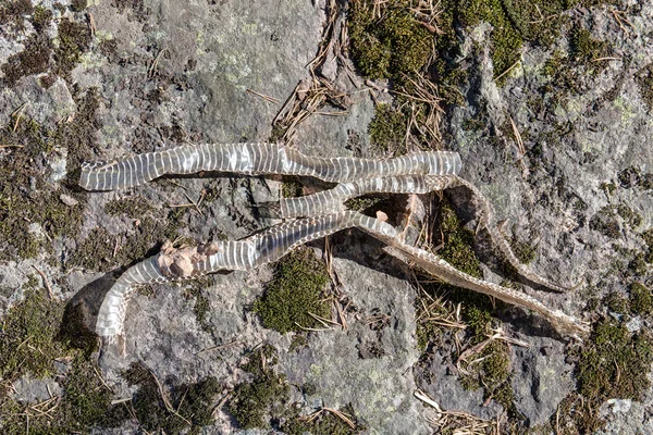 古い捨てられたヘビの皮 — ストック写真