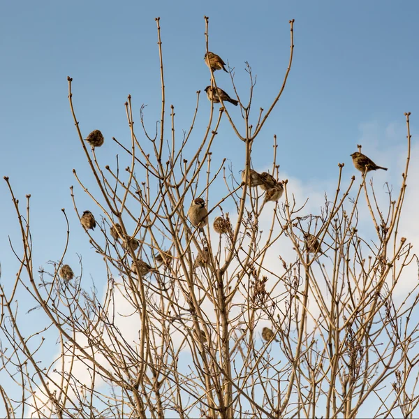 Flock a verebek — Stock Fotó
