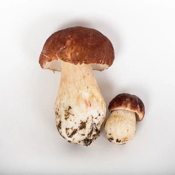 Boletus pinophilus — Stock Photo, Image