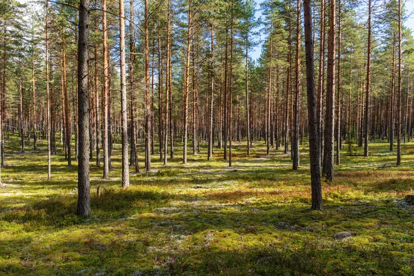 Northern coniferous forest — Stock Photo, Image