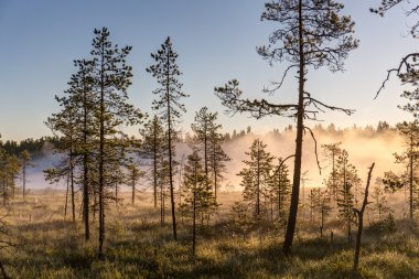 Sabah sis bataklık üzerinde