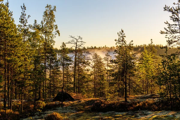 Morgennebel — Stockfoto