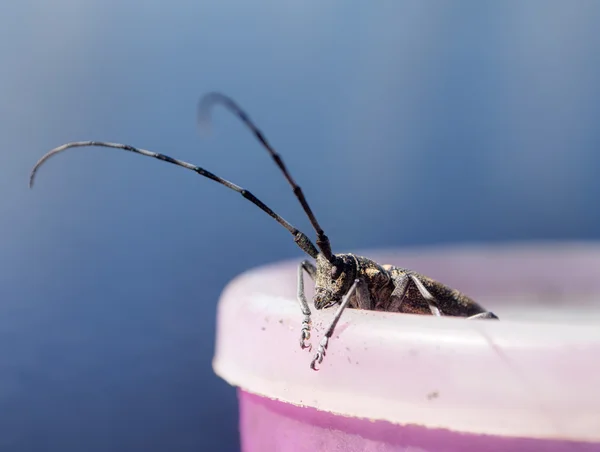 Scarabeo in vacanza — Foto Stock