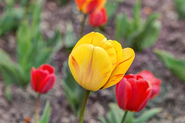 Tulipani primo piano — Foto Stock