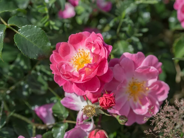 Flowering wild rose — Stock Photo, Image