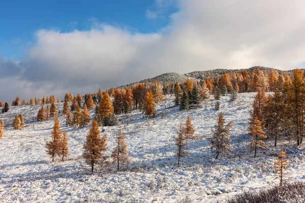 Осенние деревья и снег — стоковое фото