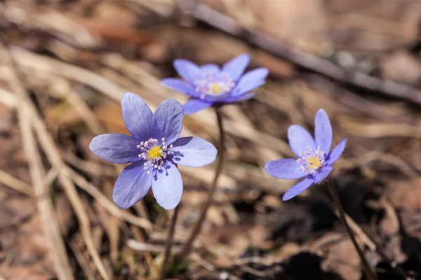 Άνθηση hepatica — Φωτογραφία Αρχείου