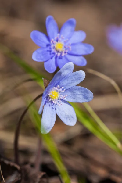 봄에는 hepatica 가까이 — 스톡 사진