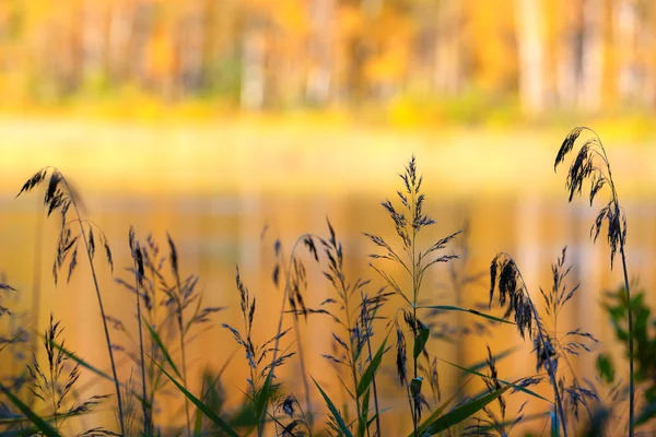 Autumn mood — Stock Photo, Image