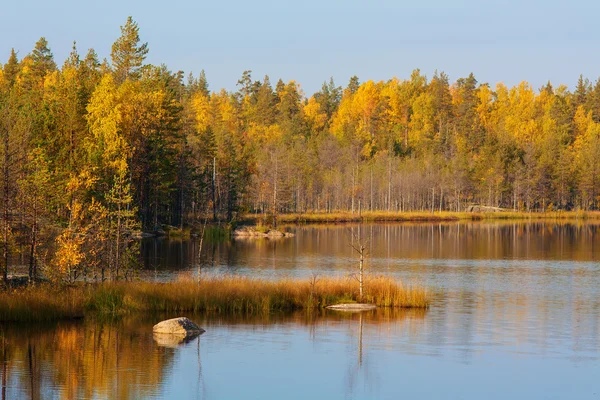 Landscape in the forest lake Stock Picture