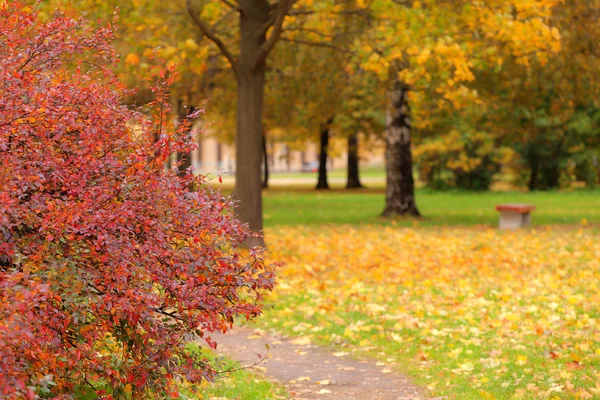 Krajobraz jesienny Park — Zdjęcie stockowe