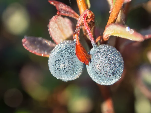 Dua buah berry — Stok Foto