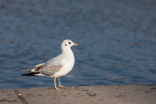 Porträt einer Möwe — Stockfoto