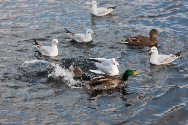 Martı ve ördekler — Stok fotoğraf